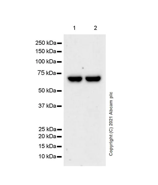 Western blot - Anti-RNF8 antibody [EPR6311(2)] (AB128872)