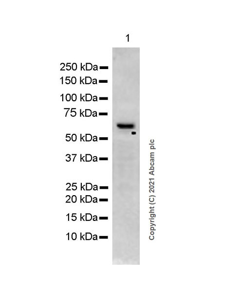 Western blot - Anti-RNF8 antibody [EPR6311(2)] (AB128872), expandable thumbnail