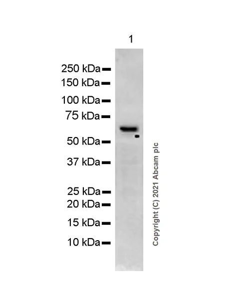Western blot - Anti-RNF8 antibody [EPR6311(2)] (AB128872)