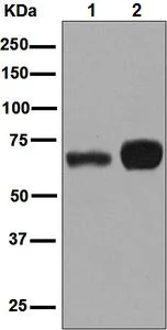 Western blot - Anti-RNF8 antibody [EPR6311(2)] - BSA and Azide free (AB248198)