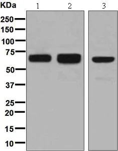 Western blot - Anti-RNF8 antibody [EPR6312(2)] (AB131221)