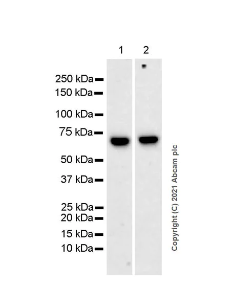 Western blot - Anti-RNF8 antibody [EPR6312(2)] (AB131221)