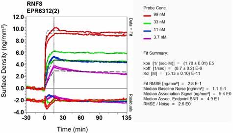 OI-RD Scanning - Anti-RNF8 antibody [EPR6312(2)] - BSA and Azide free (AB248380), expandable thumbnail