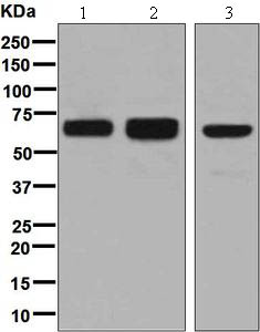 Western blot - Anti-RNF8 antibody [EPR6312(2)] - BSA and Azide free (AB248380), expandable thumbnail