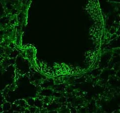 Immunohistochemistry (Frozen sections) - Anti-Robo1 antibody (AB7279)