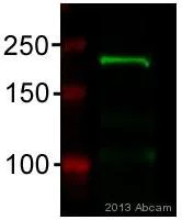 Western blot - Anti-Robo1 antibody (AB7279)