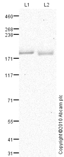 Western blot - Anti-Robo1 antibody (AB85312), expandable thumbnail
