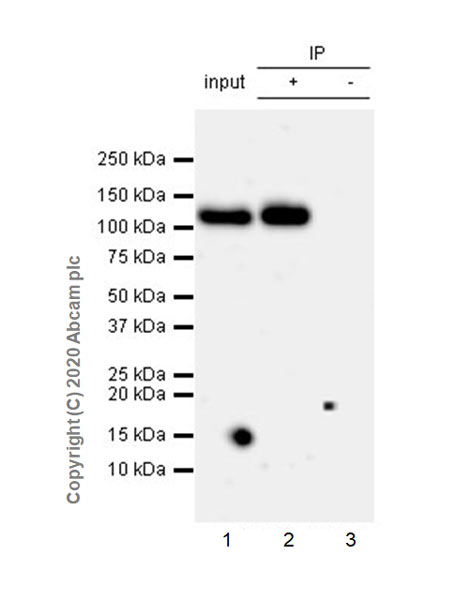 Immunoprecipitation - Anti-Robo1 antibody [EPR23699-159] (AB256791), expandable thumbnail