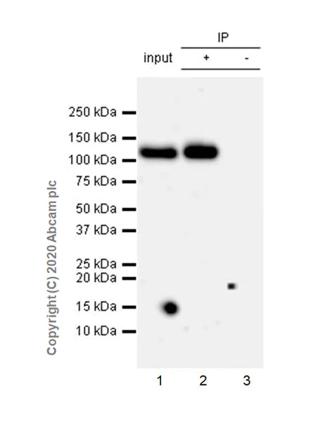 Immunoprecipitation - Anti-Robo1 antibody [EPR23699-159] (AB256791)
