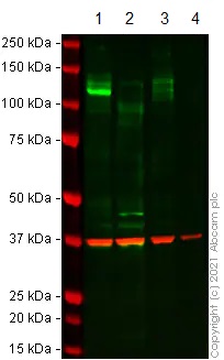 Western blot - Anti-Robo1 antibody [EPR23699-159] (AB256791), expandable thumbnail