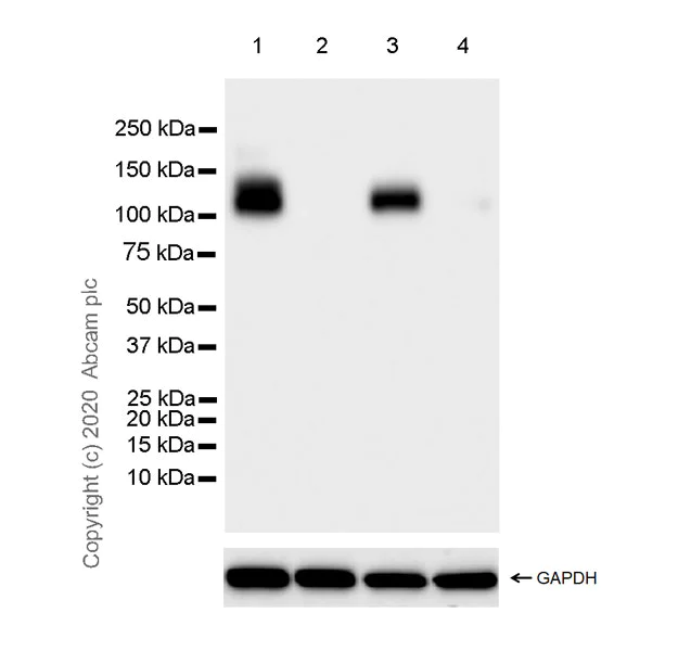 Western blot - Anti-Robo1 antibody [EPR23699-159] (AB256791)