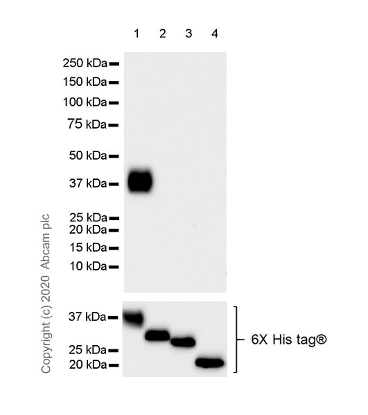 Western blot - Anti-Robo1 antibody [EPR23699-159] (ab256791), expandable thumbnail