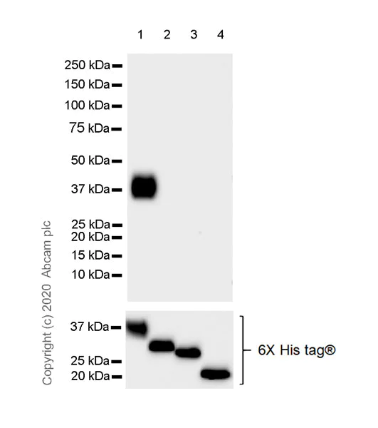 Western blot - Anti-Robo1 antibody [EPR23699-159] - BSA and Azide free (AB274385)