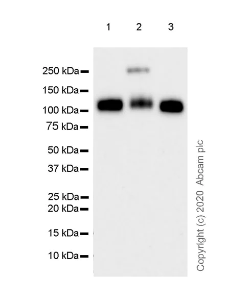 Western blot - Anti-Robo1 antibody [EPR23699-159] - BSA and Azide free (AB274385)
