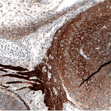 Immunohistochemistry (Formalin/PFA-fixed paraffin-embedded sections) - Anti-Robo2 antibody (AB244331)