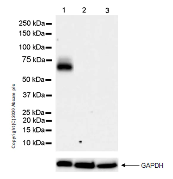 Western blot - Anti-Robo4 antibody [EPR23426-145] (AB272734)