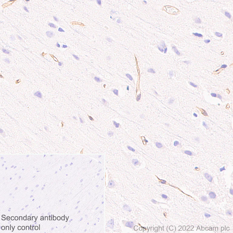 Immunohistochemistry (Formalin/PFA-fixed paraffin-embedded sections) - Anti-Robo4 antibody [EPR26282-3] (AB300046)