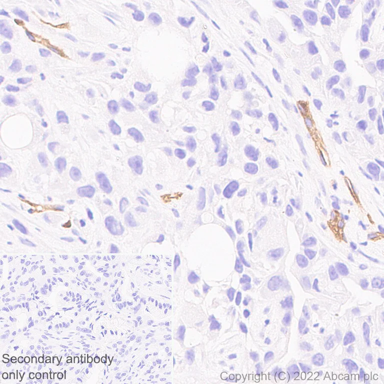 Immunohistochemistry (Formalin/PFA-fixed paraffin-embedded sections) - Anti-Robo4 antibody [EPR26282-3] (AB300046)