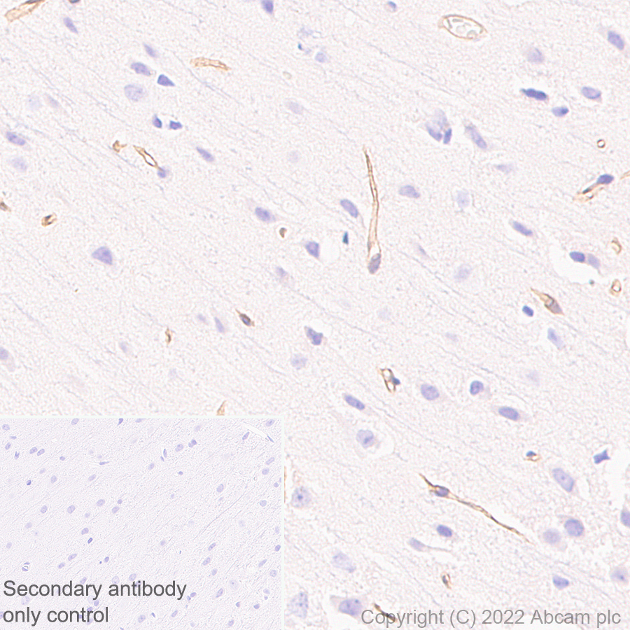 Immunohistochemistry (Formalin/PFA-fixed paraffin-embedded sections) - Anti-Robo4 antibody [EPR26282-3] (BSA and Azide free) (ab300047), expandable thumbnail