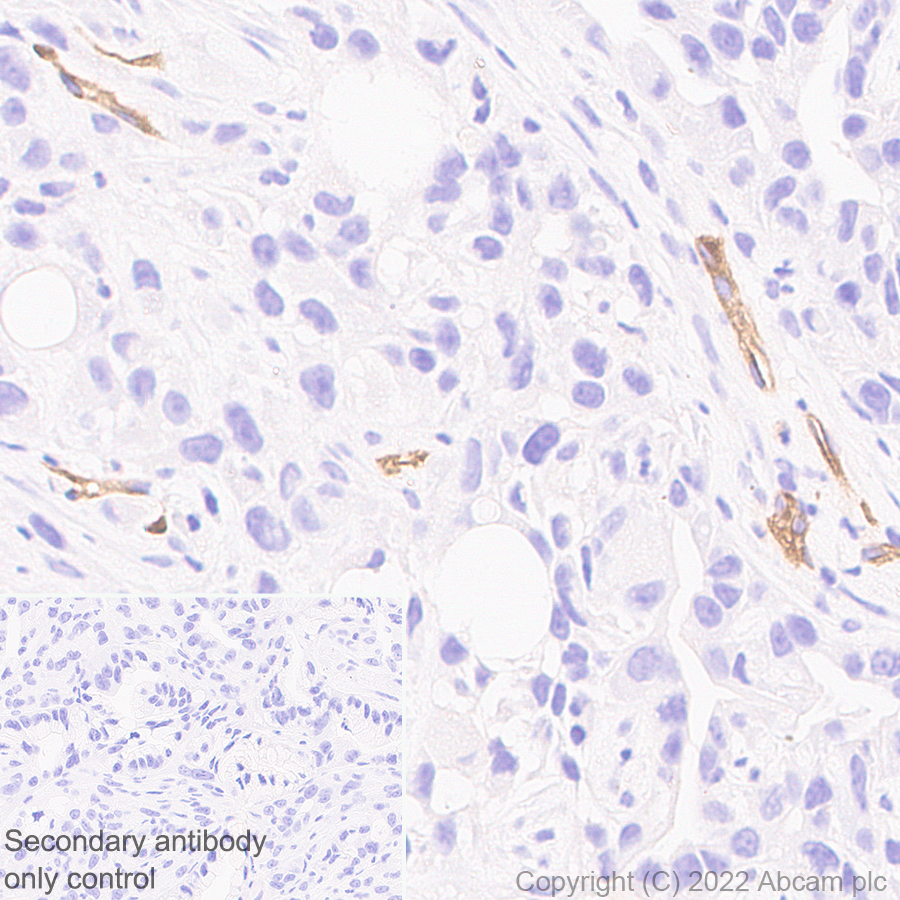 Immunohistochemistry (Formalin/PFA-fixed paraffin-embedded sections) - Anti-Robo4 antibody [EPR26282-3] (BSA and Azide free) (AB300047), expandable thumbnail