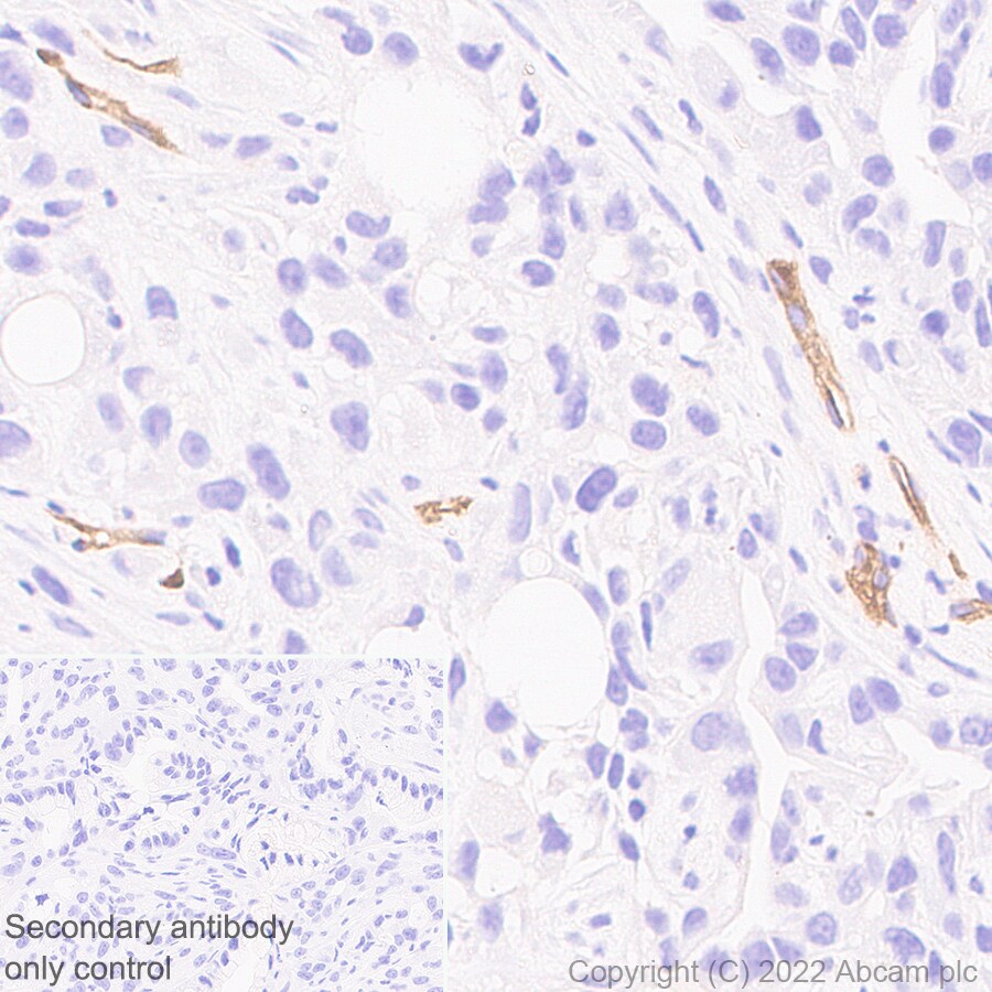 Immunohistochemistry (Formalin/PFA-fixed paraffin-embedded sections) - Anti-Robo4 antibody [EPR26282-3] (BSA and Azide free) (ab300047), expandable thumbnail