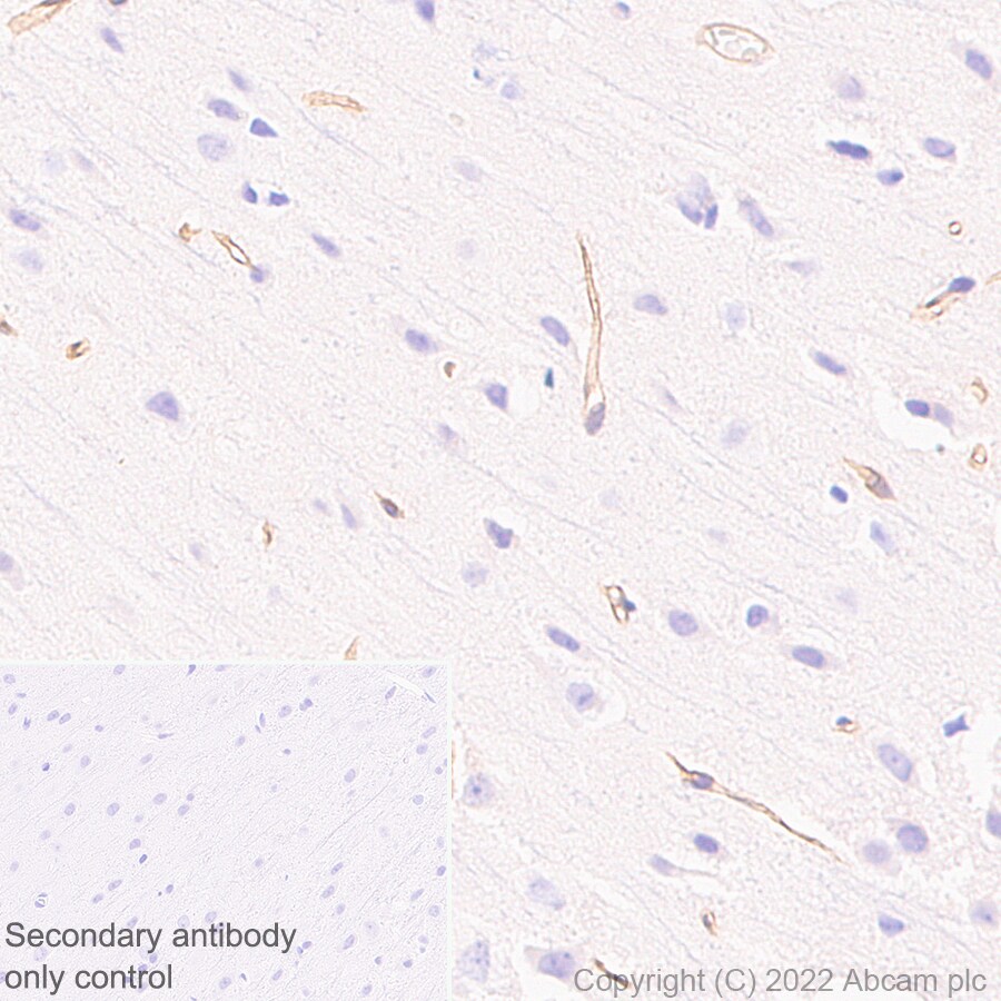 Immunohistochemistry (Formalin/PFA-fixed paraffin-embedded sections) - Anti-Robo4 antibody [EPR26282-3] (BSA and Azide free) (ab300047), expandable thumbnail