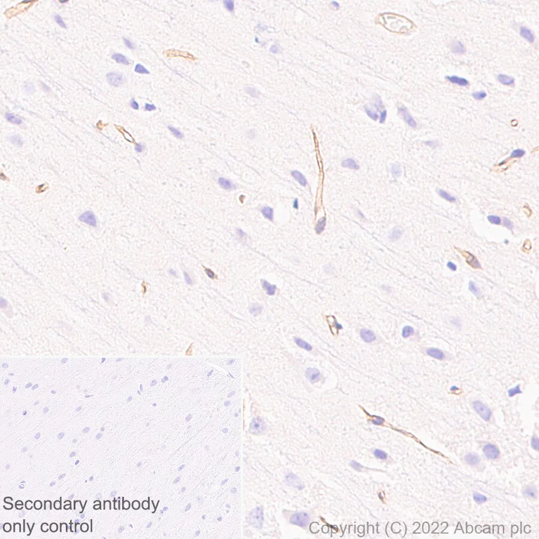 Immunohistochemistry (Formalin/PFA-fixed paraffin-embedded sections) - Anti-Robo4 antibody [EPR26282-3] (BSA and Azide free) (AB300047)