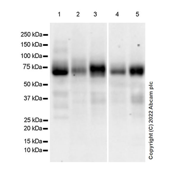 Western blot - Anti-Robo4 antibody [EPR26282-3] (BSA and Azide free) (AB300047), expandable thumbnail