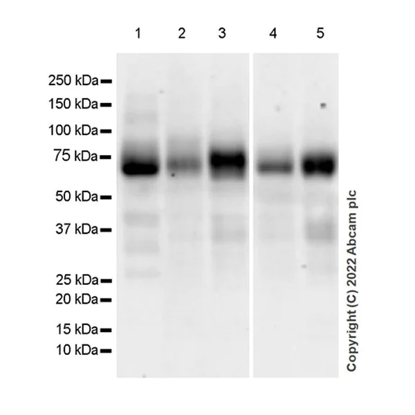 Western blot - Anti-Robo4 antibody [EPR26282-3] (BSA and Azide free) (AB300047)