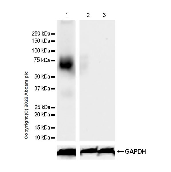 Western blot - Anti-Robo4 antibody [EPR26282-3] (BSA and Azide free) (AB300047), expandable thumbnail