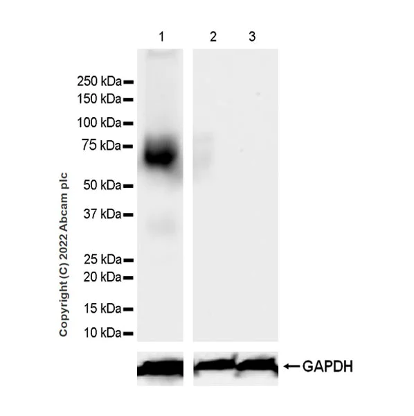 Western blot - Anti-Robo4 antibody [EPR26282-3] (BSA and Azide free) (AB300047)