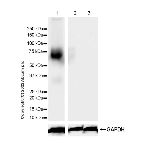 Western blot - Anti-Robo4 antibody [EPR26282-3] (BSA and Azide free) (AB300047)