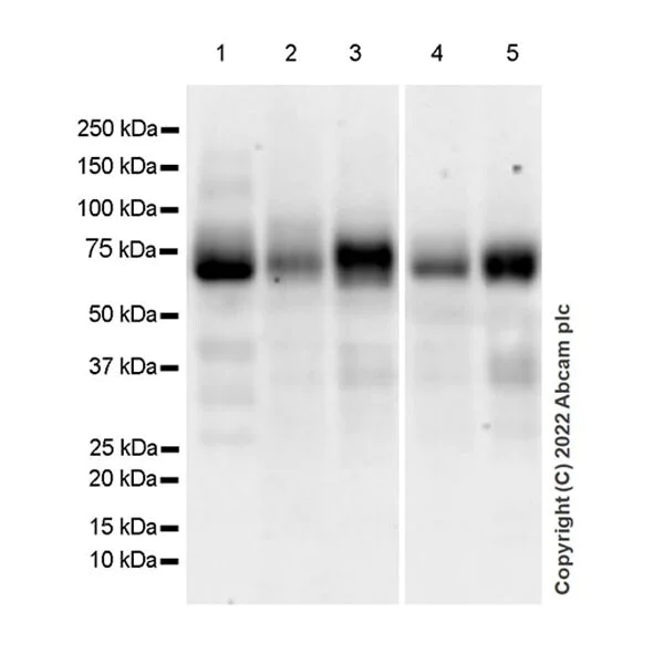Western blot - Anti-Robo4 antibody [EPR26282-3] (BSA and Azide free) (AB300047)