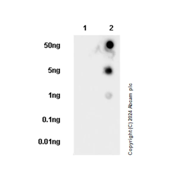 Dot Blot - Anti-ROCK2 antibody [EPR24575-76] (AB317246)