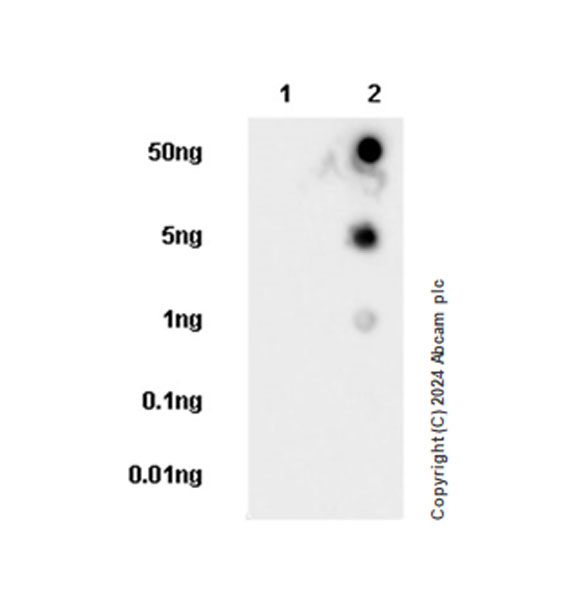 Dot Blot - Anti-ROCK2 antibody [EPR24575-76] - BSA and Azide free (AB317247), expandable thumbnail