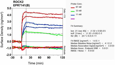 OI-RD Scanning - Anti-ROCK2 antibody [EPR7141(B)] - BSA and Azide free (AB238961), expandable thumbnail
