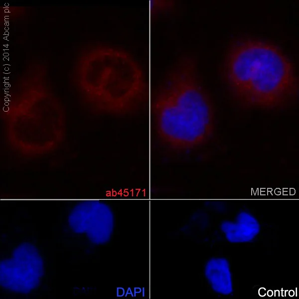 Immunocytochemistry/ Immunofluorescence - Anti-ROCK2 + ROCK1 antibody [EP786Y] (AB45171)