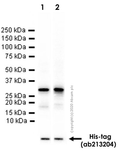 Western blot - Anti-ROCK2 + ROCK1 antibody [EP786Y] (AB45171), expandable thumbnail