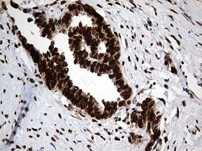 Immunohistochemistry (Formalin/PFA-fixed paraffin-embedded sections) - Anti-ROD1 antibody [OTI5G7] (AB236407)