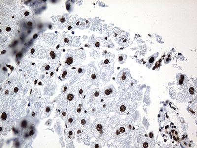 Immunohistochemistry (Formalin/PFA-fixed paraffin-embedded sections) - Anti-ROD1 antibody [OTI5G7] (ab236407), expandable thumbnail