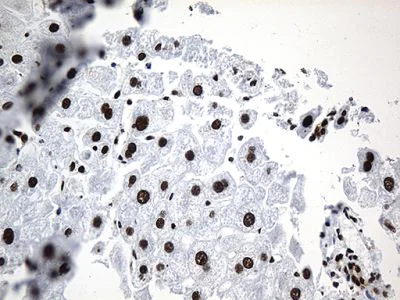 Immunohistochemistry (Formalin/PFA-fixed paraffin-embedded sections) - Anti-ROD1 antibody [OTI5G7] (AB236407)