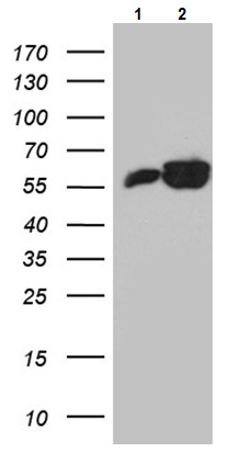 Western blot - Anti-ROD1 antibody [OTI5G7] (AB236407), expandable thumbnail