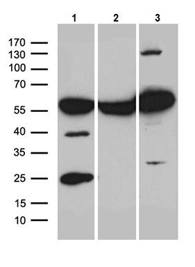 Western blot - Anti-ROD1 antibody [OTI5G7] (AB236407), expandable thumbnail