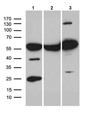 Western blot - Anti-ROD1 antibody [OTI5G7] (AB236407)