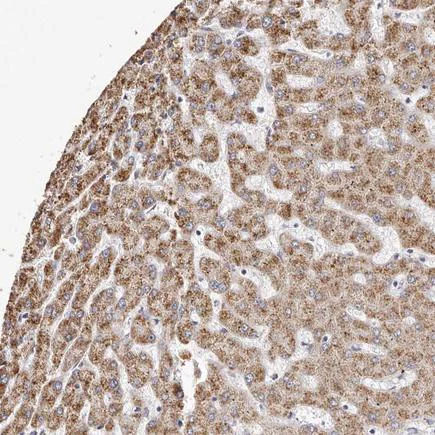 Immunohistochemistry (Formalin/PFA-fixed paraffin-embedded sections) - Anti-ROM1 antibody (AB220049)
