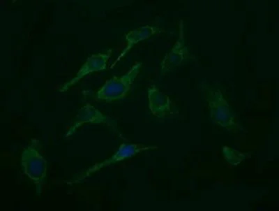 Immunocytochemistry/ Immunofluorescence - Anti-ROMO1 antibody [OTI2C12] (AB236409)