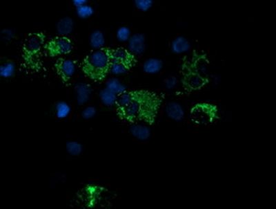 Immunocytochemistry/ Immunofluorescence - Anti-ROMO1 antibody [OTI2C12] (ab236409), expandable thumbnail