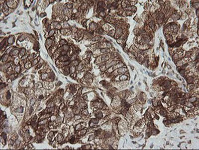 Immunohistochemistry (Formalin/PFA-fixed paraffin-embedded sections) - Anti-ROMO1 antibody [OTI2C12] (AB236409)