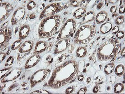 Immunohistochemistry (Formalin/PFA-fixed paraffin-embedded sections) - Anti-ROMO1 antibody [OTI2C12] (AB236409)