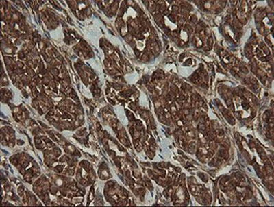 Immunohistochemistry (Formalin/PFA-fixed paraffin-embedded sections) - Anti-ROMO1 antibody [OTI2C12] (AB236409)